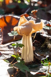 Autumn laurel (Helvella crispa), fruiting body against the light, poisonous, Bad Homburg vor der