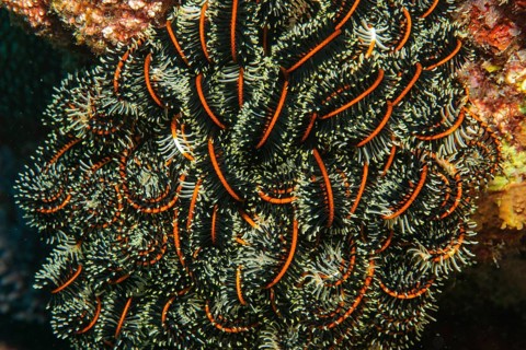 Close-up of curled tentacles of Noble Feather Star (Comaster nobilis) Hair Star filters zooplankton