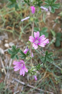 Corn mallow or Cretan hollyhock (Malva multiflora or Lavatera cretica) in the archaeological site