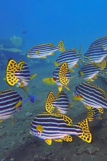 A colourful school of striped fish, Oriental sweetlips (Plectorhinchus vittatus), swimming in clear