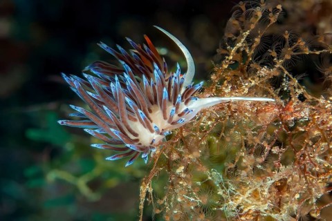 Wandering thread snail (Cratena peregrina) Nudibranch eats hydrozoans, Mediterranean Sea, Giglio