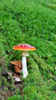 Fly agaric (Amanita muscaria), standing under a birch tree on the forest floor, Wilden, North