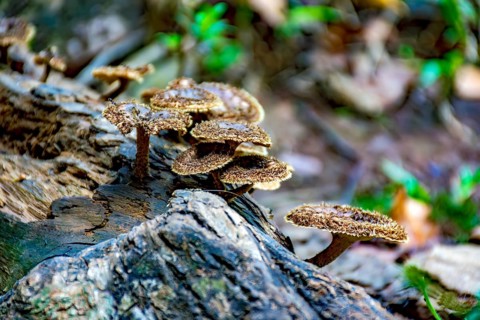 Mushrooms sprouting on the trunk of a fallen tree in the middle of the tropical forest in Minas
