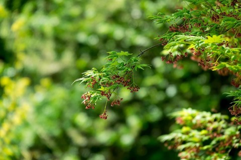 Acer pseudosieboldianum (Acer pseudosieboldianum), Münsterland, North Rhine-Westphalia, Germany