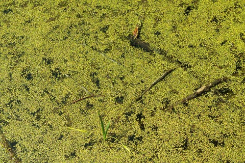Pond with Common duckweed (Lemna minor) or duckweed in the UNESCO World Heritage Site and Hainich