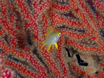A single fish with yellow fins, Golden damselfish (Amblyglyphidodon aureus) juvenile, swimming in