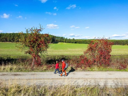 Aerial view, drone photo: A man and a woman walking in autumn between trees with red leaves in