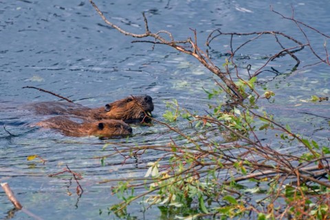 Two north american beavers (Castor canadensis), old and young swimming in the beaver pond, food