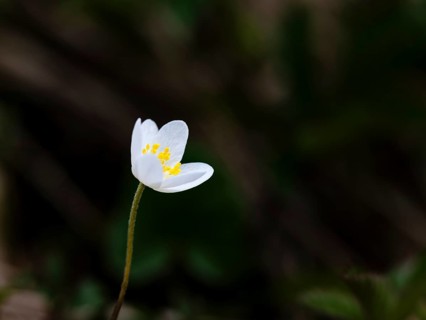 Wood anemone (anemone nemorosa), Bischofswiesen, Berchtesgadener Land, Upper Bavaria, Bavaria,