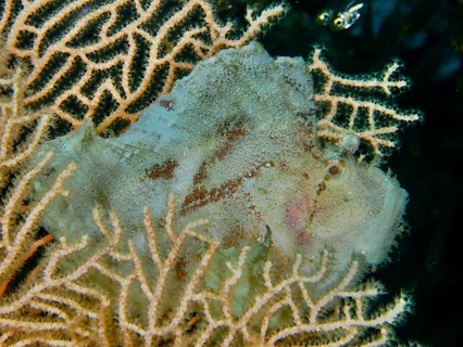A pale green rocking fish (Taenianotus triacanthus) lurking in giant fan coral (Annella mollis),