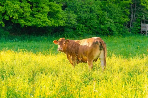 A cow stands in a sunlit meadow surrounded by trees, Gechingen, district of Calw, Germany
