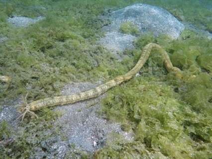 Feather mouth sea cucumber (Synapta maculata), on a sandy, algae-rich bottom, dive site Secret Bay,