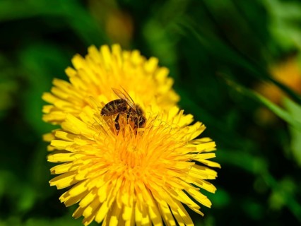 Honey bee (Apis mellifera) collecting pollen in the flower of a dandelion (taraxacum),