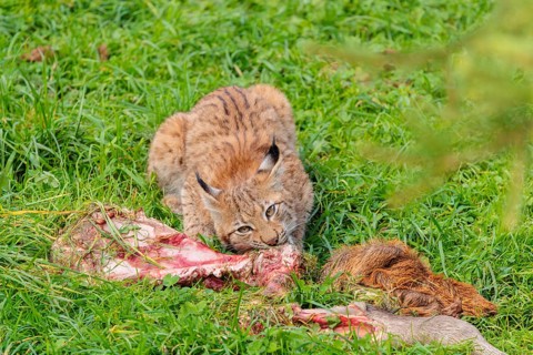 A young Eurasian lynx (Lynx lynx) eats the leg of a red deer lying in a meadow