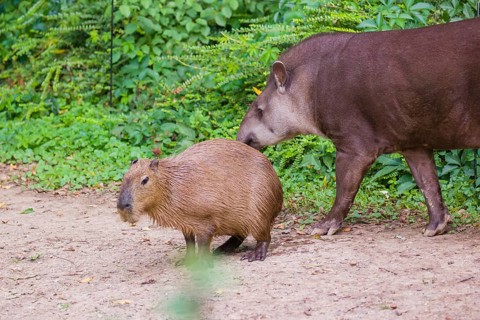 A South American tapir (Tapirus terrestris) and a Capybara (Hydrochoerus hydrochaeris) share the