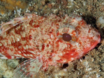 Close-up of the head of a Small red scorpionfish (Scorpaena notata) with accentuated scales and