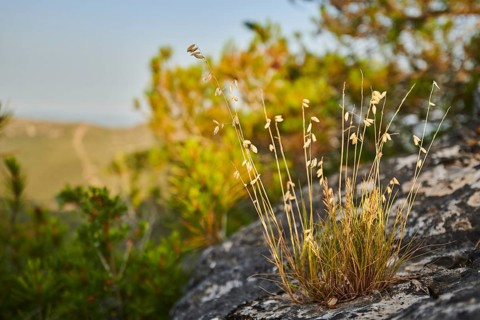 Sheep's fescue (Festuca ovina) growing at Mount "La Talaia del Montmell" at evening, Catalonia,