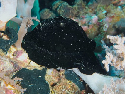 Black nudibranch, large ice snail (Ovula ovum), on a reef with soft corals, dive site Twin Reef,