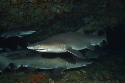 Sand tiger shark (Carcharias taurus)