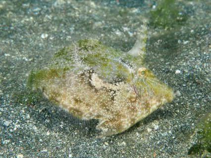 A camouflaged seagrass filefish (Acreichthys tomentosus) hides on the sandy seabed, dive site