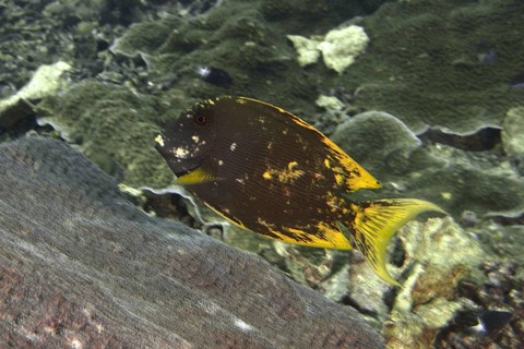 Dark-coloured fish with yellow details, Long-striped bristletooth dragonet (Ctenochaetus striatus),