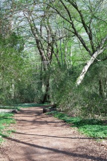 Hiking trail, fallen tree, Neuenburg primeval forest, spring, Friesland, Lower Saxony, Germany