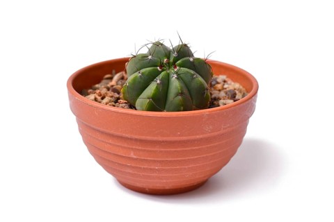 Side view of 'Parodia Ottonis syn. Notocactus Acutus' cactus plant in flower pot on white