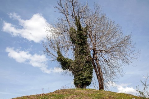 Tree overgrown with ivy (Hedera helix), near Ried, Oy-Mittelberg, Oberallgäu, Allgäu, Bavaria,