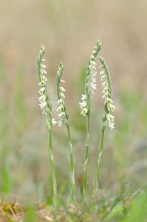 Autumn lady's-tresses (Spiranthes spiralis), flowering plant group, Hesse, Germany