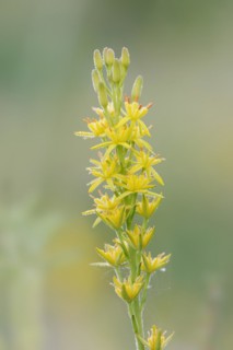 Bog asphodel (Narthecium ossifragum), inflorescence, Lower Saxony, Germany