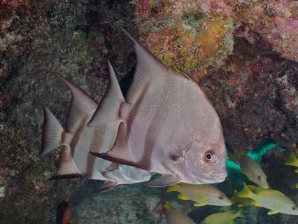 Atlantic spadefish (Chaetodipterus faber) swim near corals and rocks. Dive site John Pennekamp