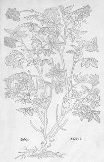 Ammi majus (Ammi majus), woodcut by Leonhart Fuchs, from New Kreüterbuch, neues Kräuterbuch,