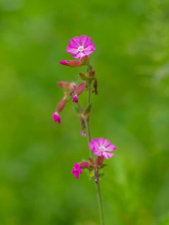 Close-up, Red campion (Silene dioica), Deister, Calenberger Bergland, Schaumburg, Hameln-Pyrmont,