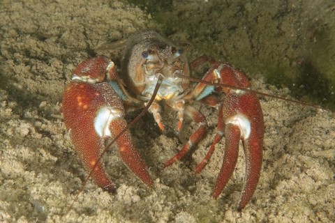 A crayfish with red claws, signal crayfish (Pacifastacus leniusculus), American crayfish, invasive