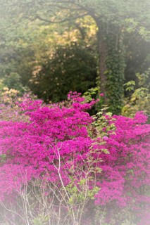 Rhododendron occidentale (Rhododendron occidentale) in pink, large shrub and many flowers, in the