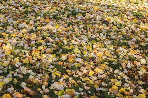 Fallen leaves from Syringa reticulata 'Falconskeape' - Japanese Tree LIlac on green grass lawn in
