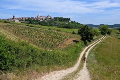 Hikers on the way to Vézelay, Yonne department, Bourgogne-Franche-Comté region, Burgundy, France