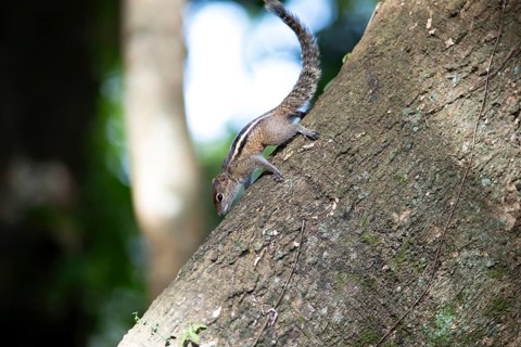 Chipmunk or chipmunk (Tamias) on a tree trunk, Royal Botanic Gardens, Kandy, Central Province, Sri
