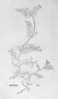 Vetch (Vicia sepium), woodcut by Leonhart Fuchs, from New Kreüterbuch, neues Kräuterbuch, Michael
