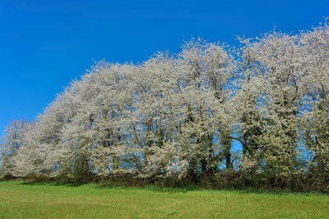 Row of blossoming cherry trees under a clear blue sky over a green meadow, Seckmauern, Lützelbach,