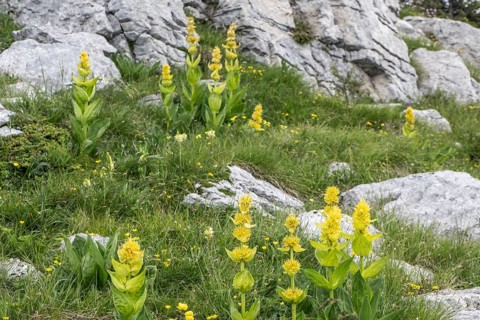 Great yellow gentian (Gentiana lutea), Monte Baldo, Veneto, Italy