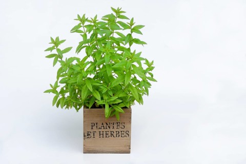 Lemon verbena, plant in pot, Aloysia citrodora