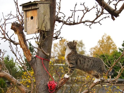 Domestic Cat (Felis catus) sneaking up bird nest box, Brandenburg, Germany