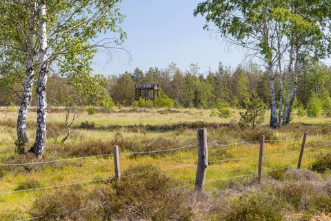 Observation tower on the heath trail through the Gohrischer Heide near Gröditz, Saxony, Germany