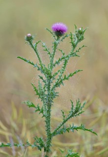 Way thistle (Carduus acanthoides), flowering, spider threads with dewdrops, Thuringia, Germany
