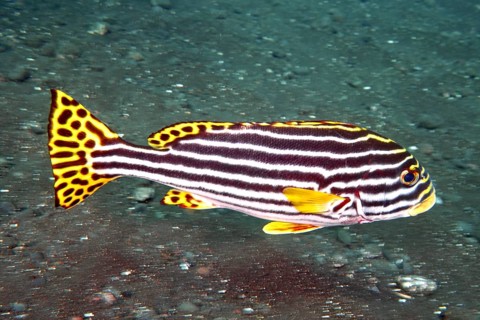 A black and yellow fish with stripes, Oriental sweetlips (Plectorhinchus vittatus), swimming over a