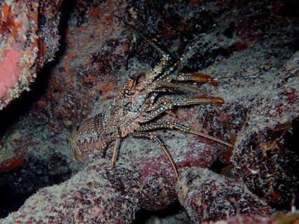 A crayfish with a striking pattern, guinea chick crayfish (Panulirus guttatus), on the seabed. Dive