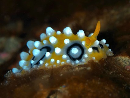Yellowish warty snail with contrasting black dots, eyespot warty snail (Phyllidia ocellata), dive