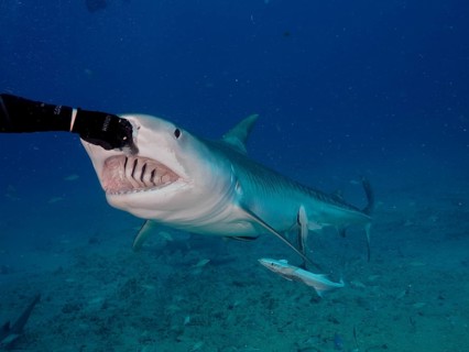 Diver feeding a Tiger Shark (Galeocerdo cuvier), dive site Jupiter, Florida, USA