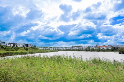 Phoenix Lake Dortmund, green reeds in the foreground and to the side, houses in the background,